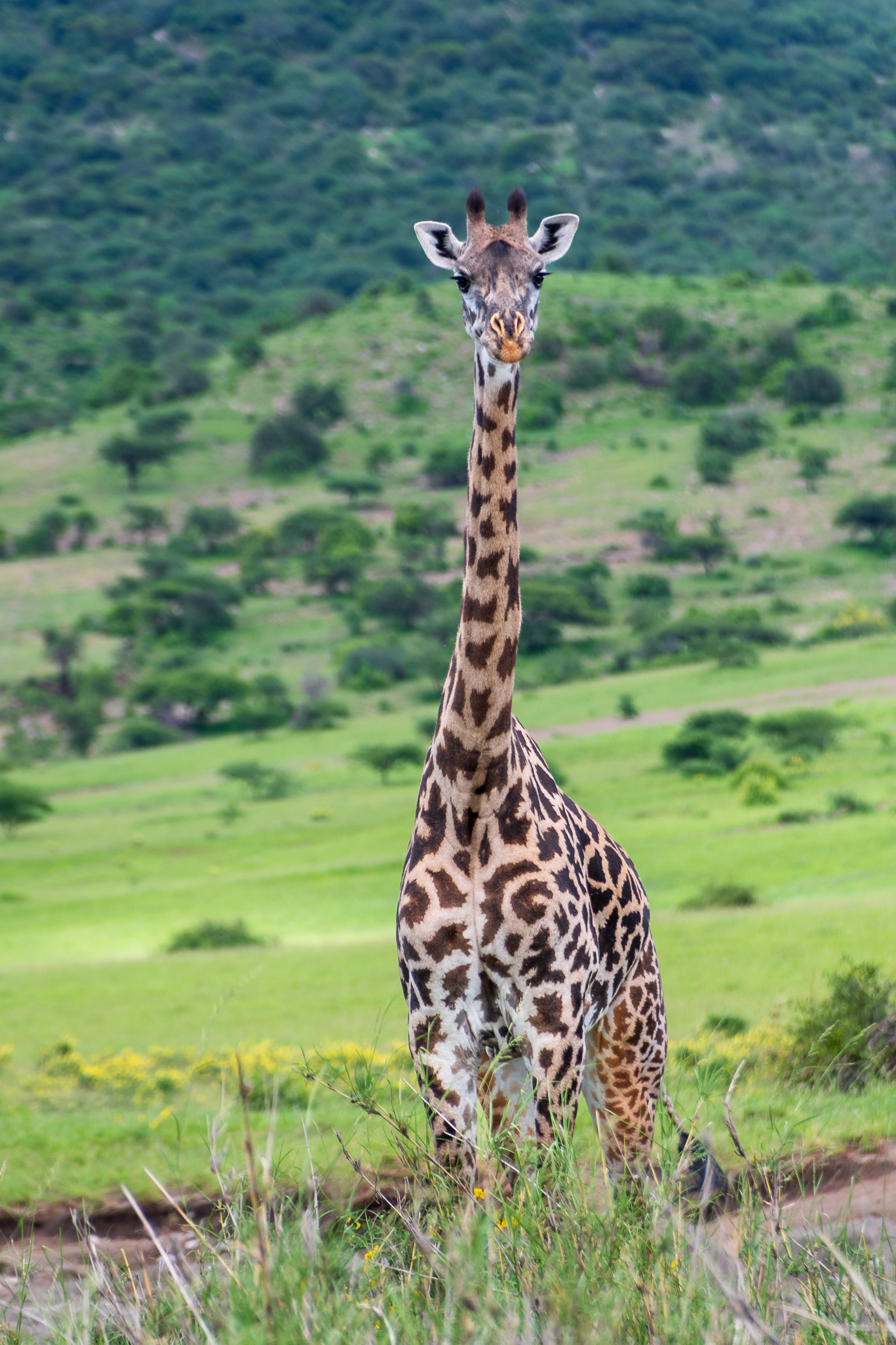 Tanzania 20260322 4532 Jirafa